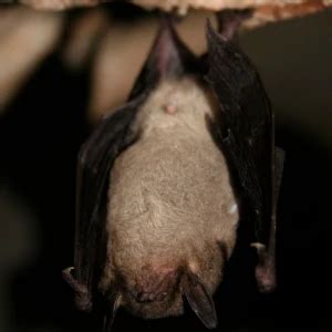 Gray Bat - Facts, Diet, Habitat & Pictures on Animalia.bio