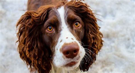 Spotted Dog Breeds: 18 Dogs With Spots, Splodges, And Speckles