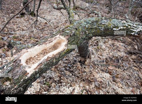 Hollowed Out Tree Trunk High Resolution Stock Photography and Images ...