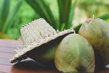 Tour a Coconut Farm in Maui, HI | Maui Coconut Tour