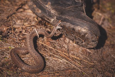 Eastern Diamondback Rattlesnake Bite