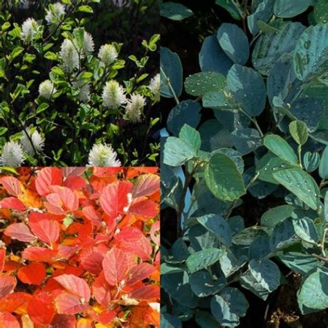 Fothergilla 'Blue Shadow' - Avant Gardens Nursery & Design | Shade ...