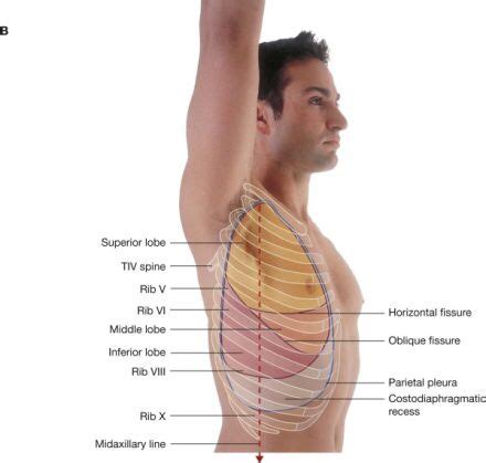 Surface anatomy of the lungs - lateral Lung Lobes, Respiratory System ...