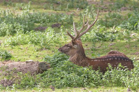 Portrait of the Persian fallow deer Photograph by Jaroslav Frank - Fine ...