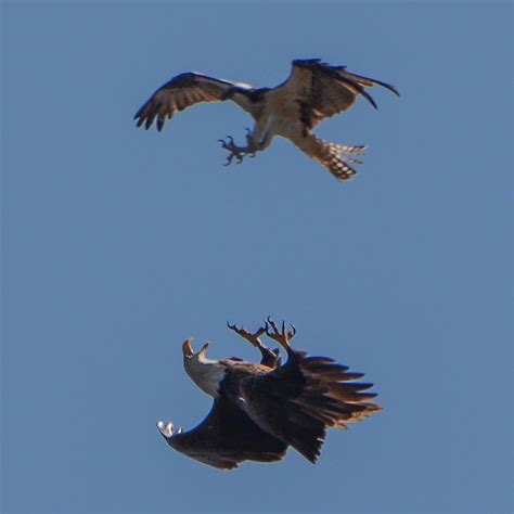 Osprey vs. Bald Eagle : natureismetal