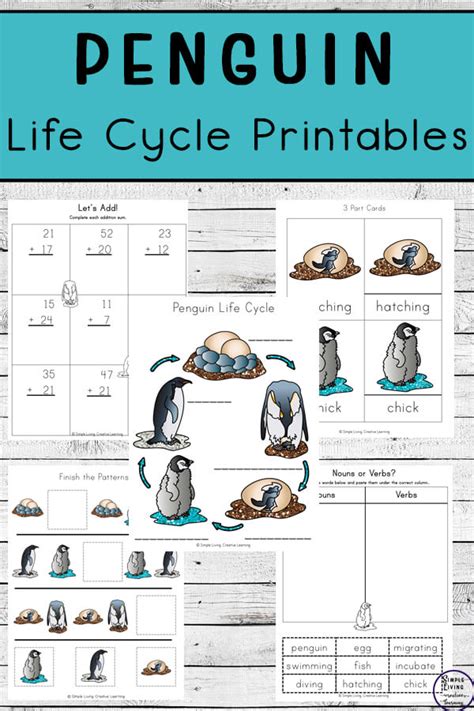 Printable Penguin Life Cycle Worksheet