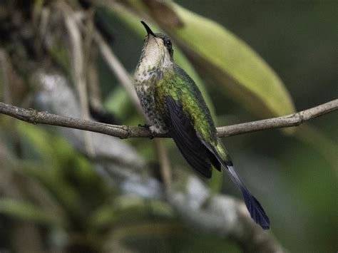 Marvelous Spatuletail - eBird