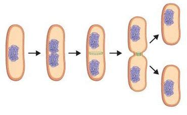 3. Bacterias - Bilingual Natural Science. I.E.S. Elcano (Sanlúcar Bda.)