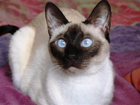 File:Young Siamese Seal Point.jpg - Wikipedia