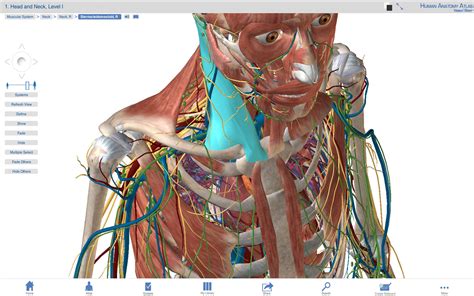 Anatomy Map / Human Anatomy Atlas SP - Free download and software ...