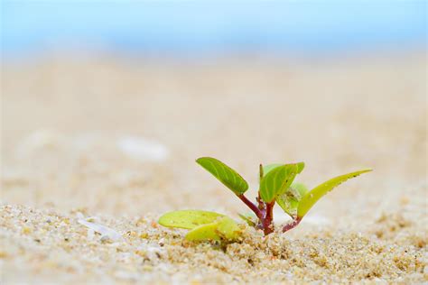 Plants growing in the sand on the beach, small bushes on the sand ...