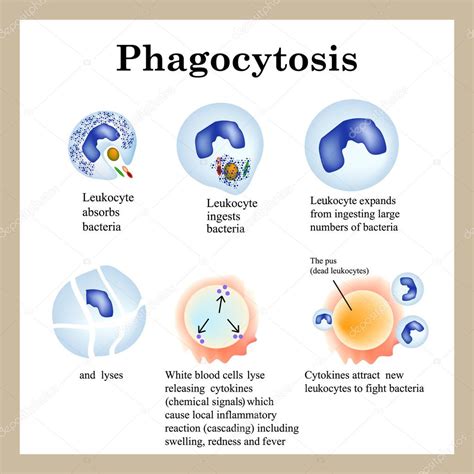 Fagocitosis. El proceso de destrucción de bacterias por los leucocitos ...