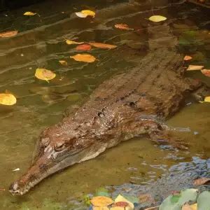 West African Slender-Snouted Crocodile - Facts, Diet, Habitat ...