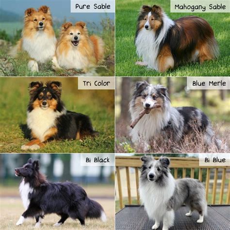 The Six Sheltie Colors | Sheltie Planet