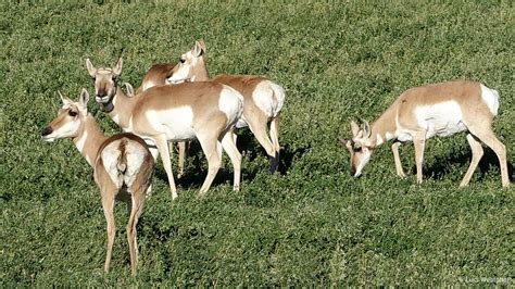 Colorado Wildlife - In A Colorado Minute (Week 351) - Luci Westphal