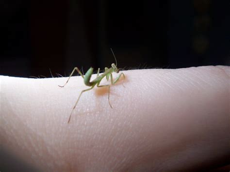 Baby Prey Mantis - Praying Mantises Photo (6710947) - Fanpop