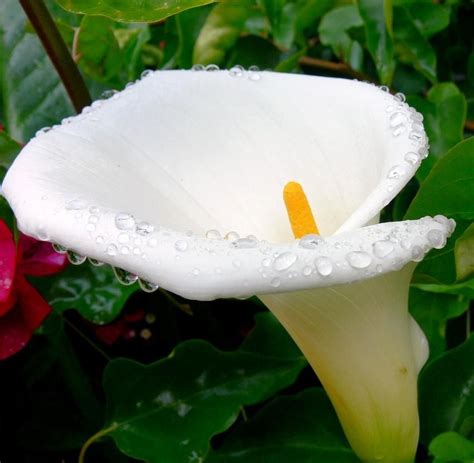 National Flowers - Ethiopia - Calla Lily | Calla lily, Flowers, Calla