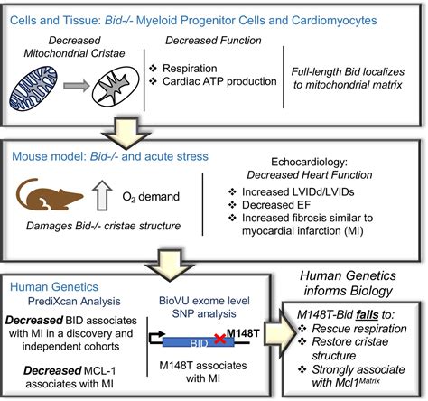 Bid maintains mitochondrial cristae structure and function and protects ...