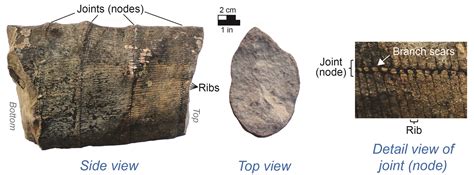 Fossil of the month: Calamites