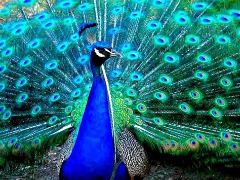 The Incredible Colors of the Peacock