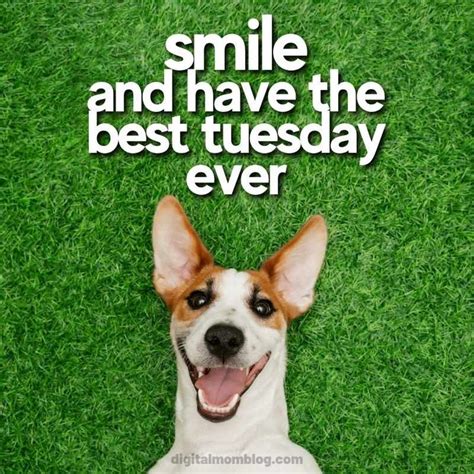 Best Tuesdays Memes - Cheer Up Your Day With Some Funny! | Tuesday ...