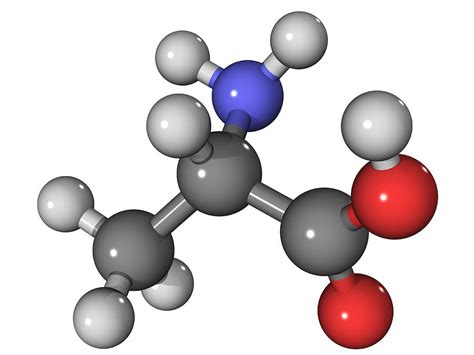 Alanine Amino Acid Molecule Photograph by Laguna Design - Pixels