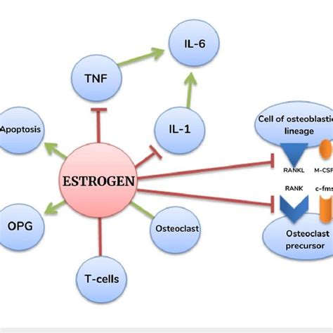 Role of estrogen in the bone remodeling cycle IL-6: interleukin 6 ...