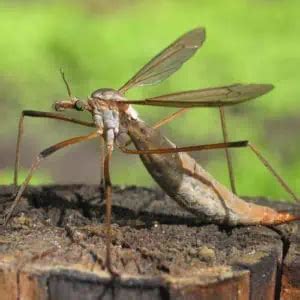 Guide to Crane Flies & Crane Fly Larvae (Tipulidae) - Pond Informer