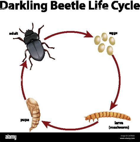 Diagram showing life cycle of darkling beetle illustration Stock Vector ...