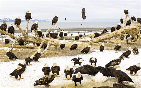 Kenai Peninsula, Kachemak Bay, Alaska. Eagles and wildlife everywhere ...