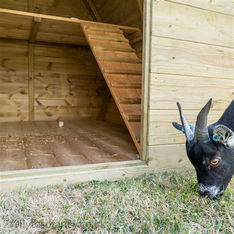 Pygmy Goat Housing & Goat Shelter | UK Made by Flyte so Fancy