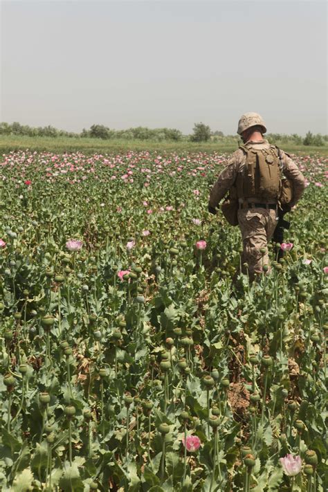 Even More Photos of US/NATO Troops Patrolling Opium Poppy Fields in ...