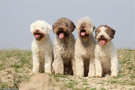 Truffle hunting in Tuscany is bellissimo... especially in a magnificent ...