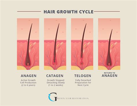 Facial Hair Growth Cycle