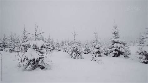 "Winter Trees In Landscape Of Austria" by Stocksy Contributor "Robert ...