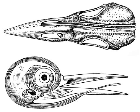 Woodpecker Tongue Anatomy