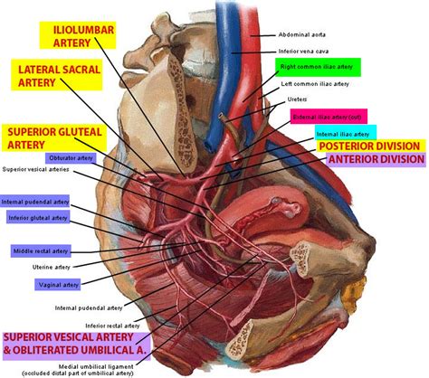 Iliac Artery - Common iliac artery, Internal & External iliac artery ...