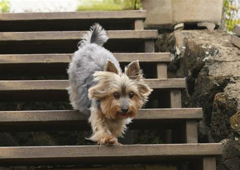 6 Best Outdoor Stair Treads For Dogs In 2024 (No More Slipping!)