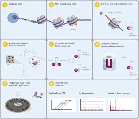 ChIP-seq assay kit for histone methylation | Scientist Live