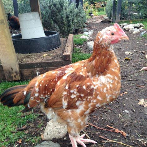 Speckled Sussex X Buff Orpington | Page 2 | BackYard Chickens - Learn ...