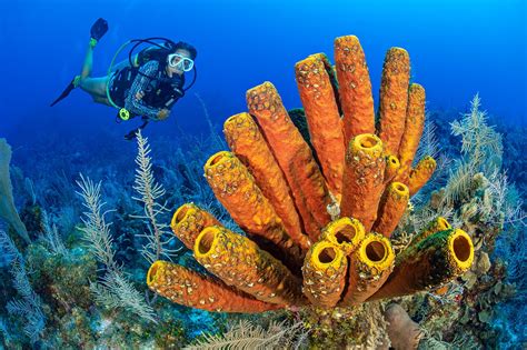 There is no better time to enjoy Cayman’s wonderful world of sponges ...