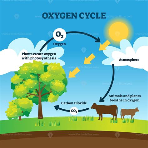 Oxygen Cycle Worksheet - Studying Worksheets