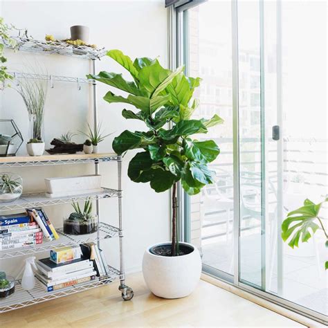 10 Most Popular Indoor Trees