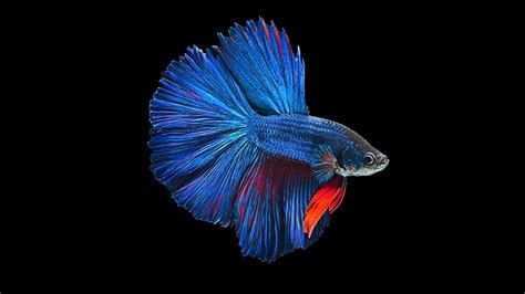 Betta Fish Wallpapers - Wallpaper Cave