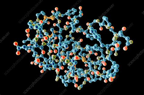 Insulin-like growth factor 1 molecule - Stock Image - F017/7611 ...