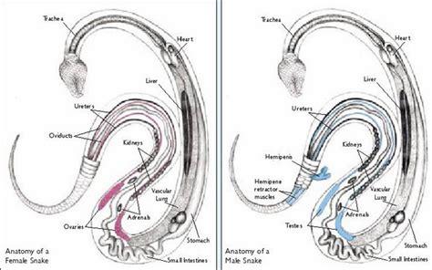 Female Snake Reproductive System - amenitymoms