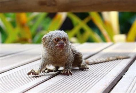 Top 10 Smallest Animals in the world - Animals Around the Globe