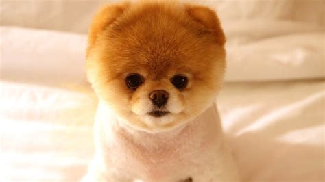 Why I'm posting up photos of pomeranian puppies I'll never know. For ...