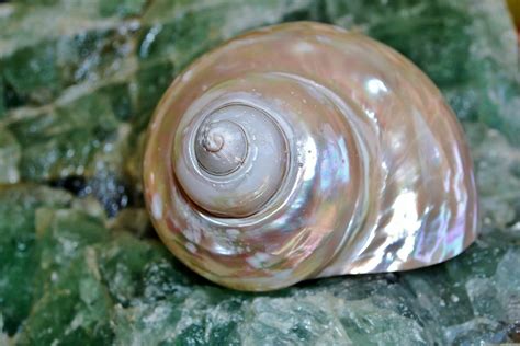 Sea Snail Shell Photograph by Werner Lehmann