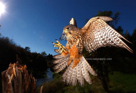 New Zealand Falcon (Falco novaeseelandiae; Falconidae) flying and ...